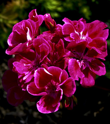 20d Flowers  01 copy.jpg