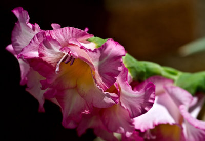 Flrs 07July2010 003.jpg