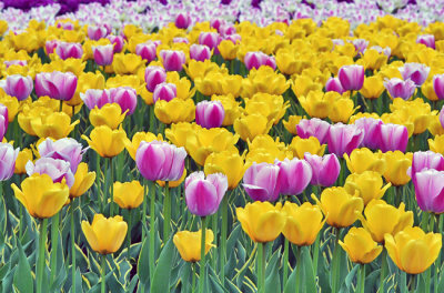 Tulip Festival 02.jpg