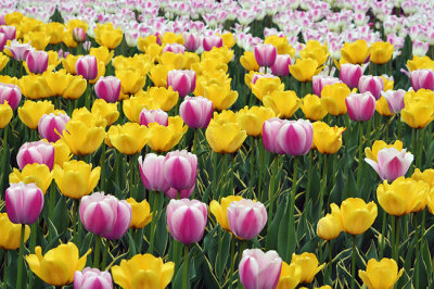 Tulip Festival 07.jpg