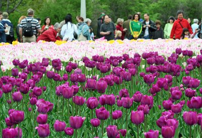 Tulip Festival 012.jpg