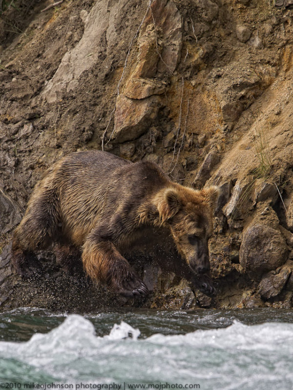 010-Looking for Fish