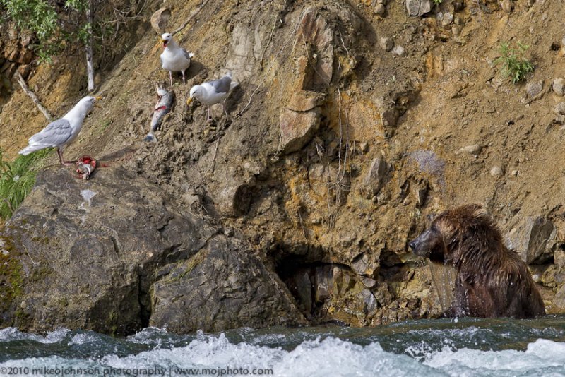 030-Gulls Enjoy the Bears Lunch