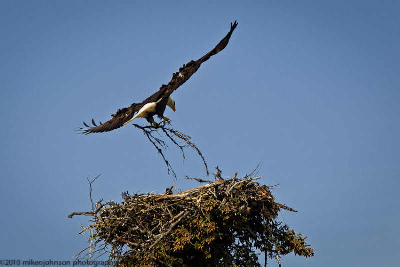 046-Eagle with Nest Repairs