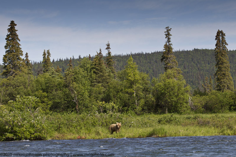 052-Bear in the Scenery