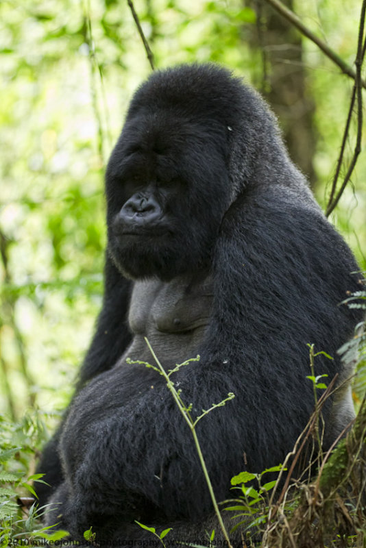 009-Silverback Munyinya