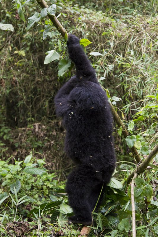 015-Juvenile Climbs the Bamboo