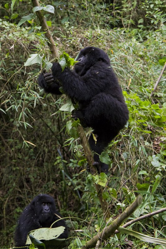 018-Juvenile Climbs the Bamboo