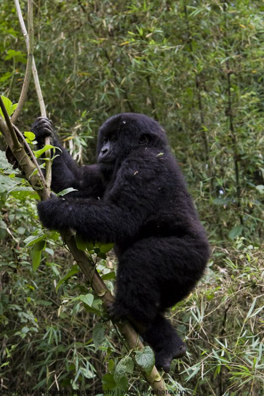 021-Juvenile Climbs the Bamboo