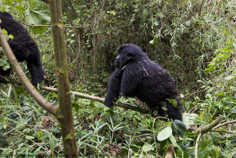 022-Following the Juvenile