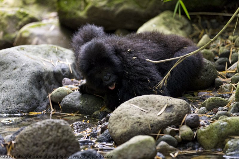 033-Gorilla Drinking