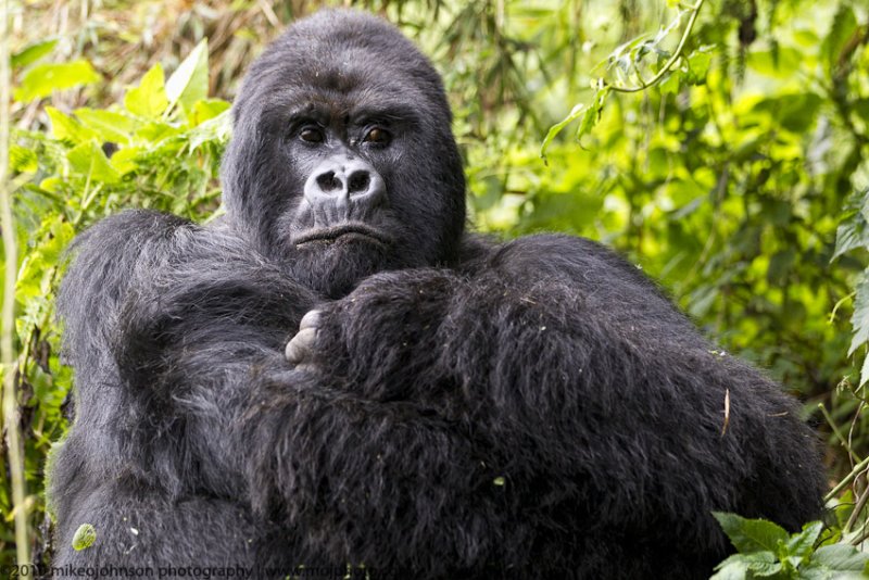 040-Silverback Guhonda