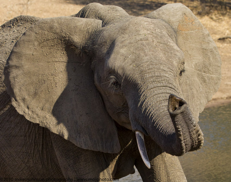 001-Elephant at the Water Hole