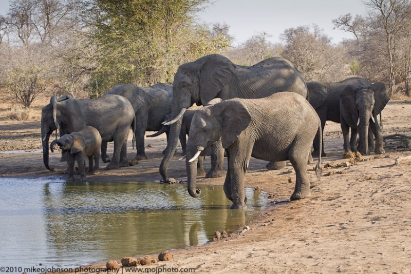 003-Elephants at the Water Hole
