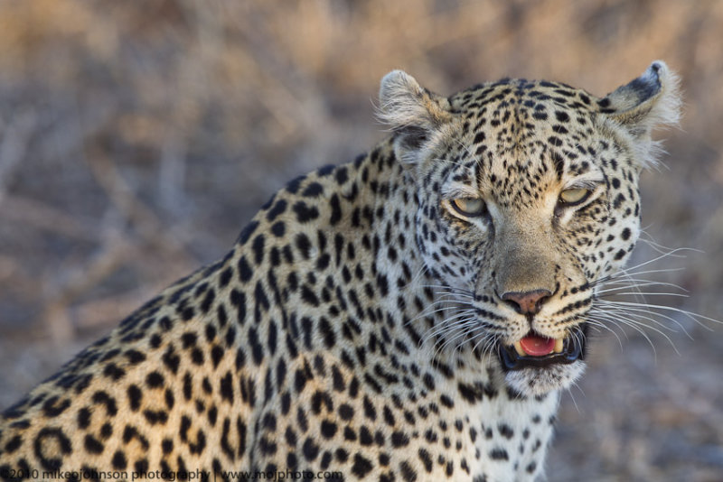 006-Leopard Portrait