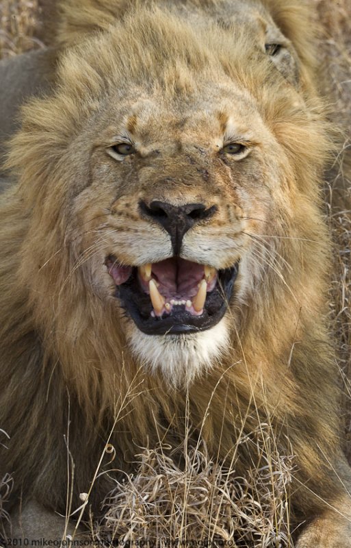 018-Lion Roars with Brother