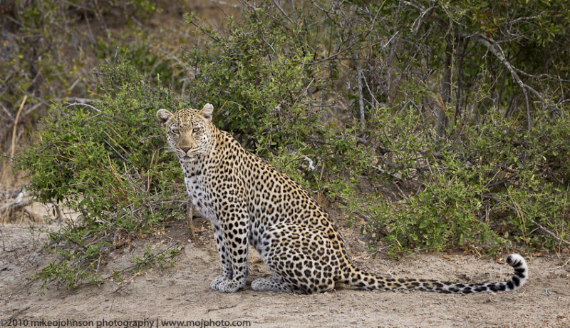 032-Leopard Sitting