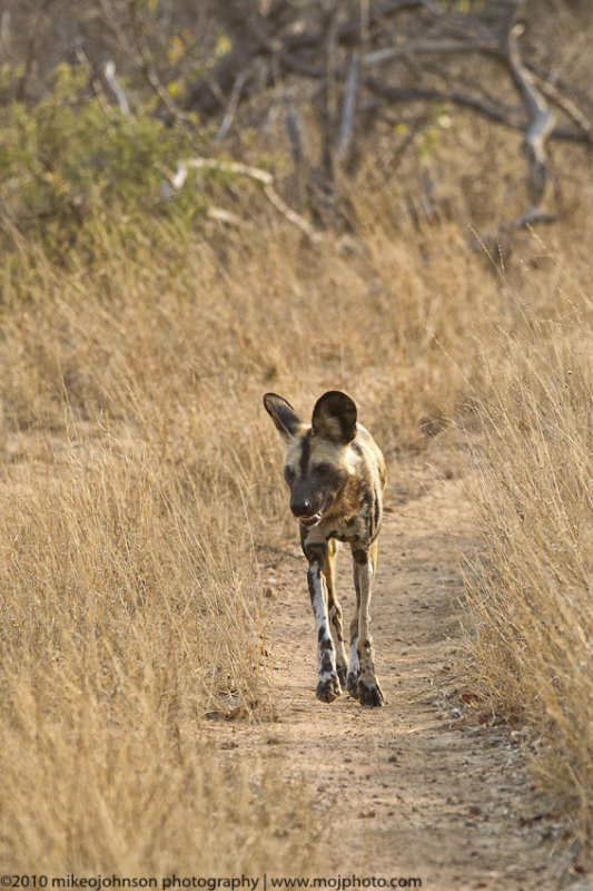 033-Wild Dog Walking Down Road