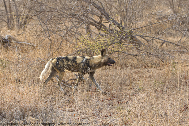 034-Wild Dog Walking