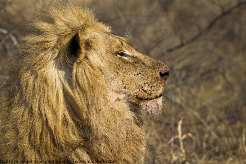 041-Bloody Lion Portrait