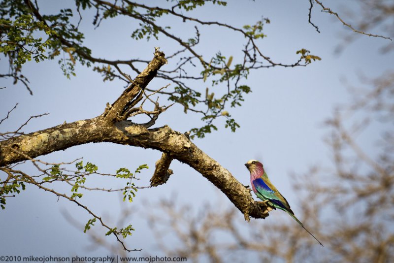 006-Lilac Breasted Roller