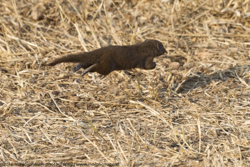 007-Dwarf Mongoose on the go