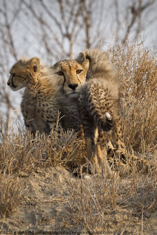 016-Cheetah Snuggles with Cubs