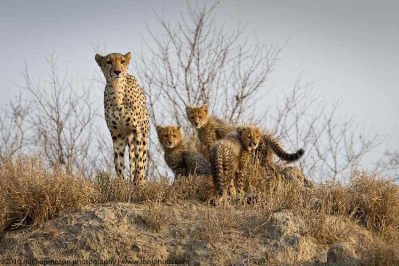 017-Cheetah Family