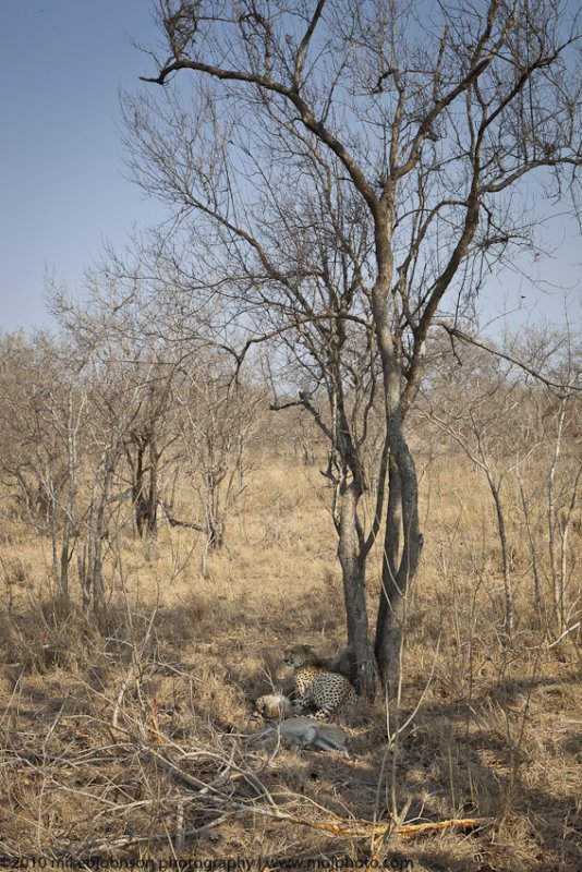 025-Cheetah Family with Kill