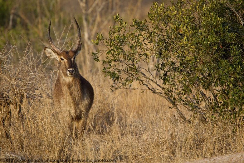 051-Bush Buck