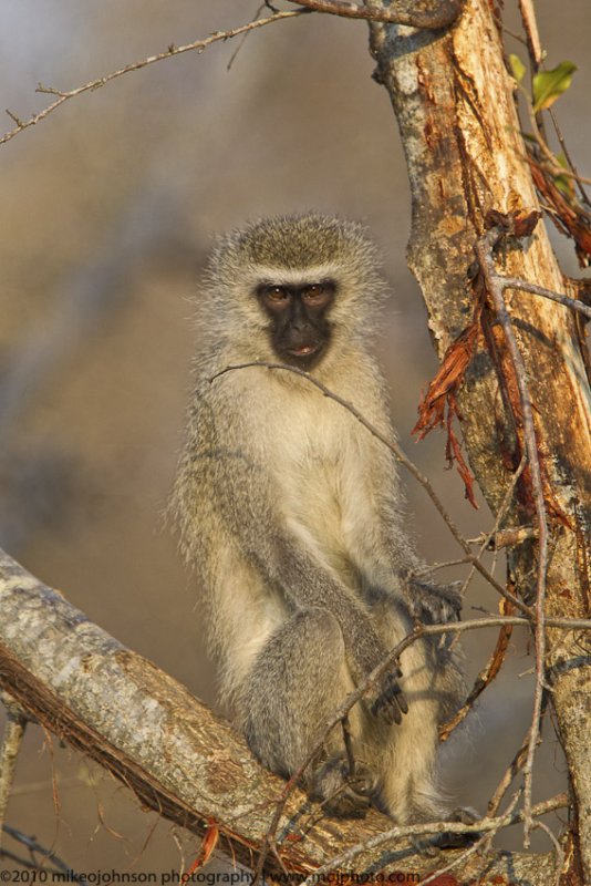 059-Vervet Monkey