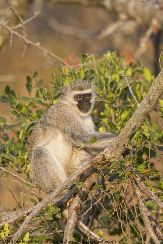 060-Vervet Monkey
