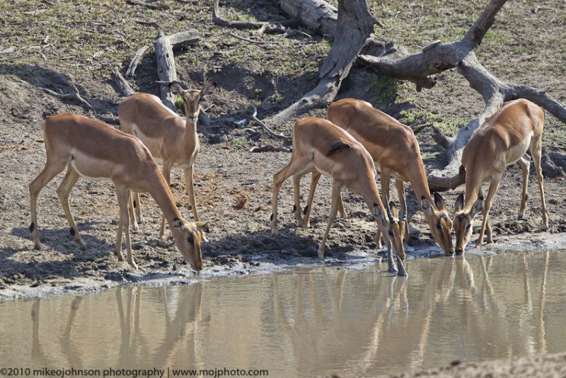 064-Impala Drinking