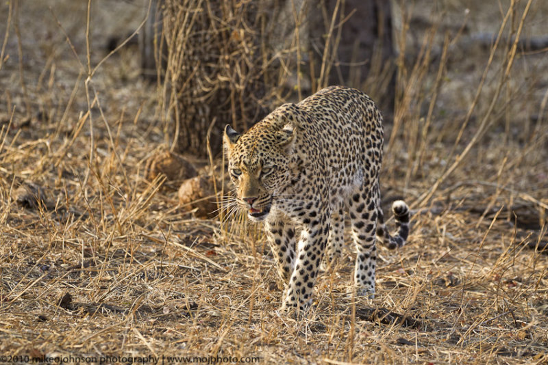 006-Leopard Walking