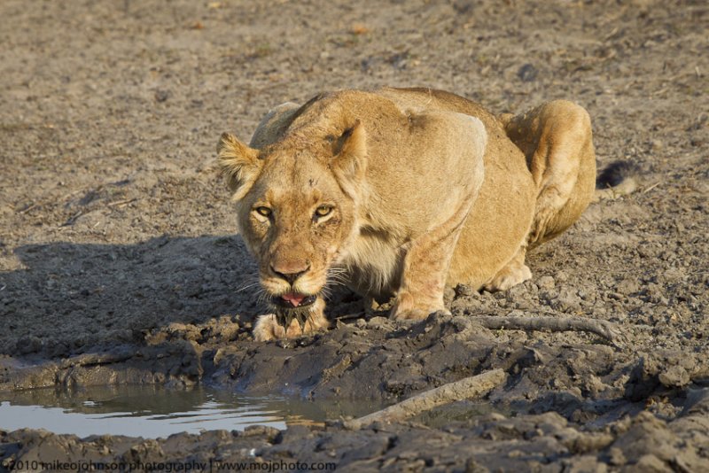020-Lion Drinking