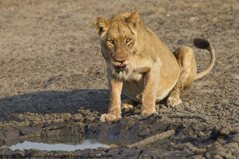 021-Lion Drinking