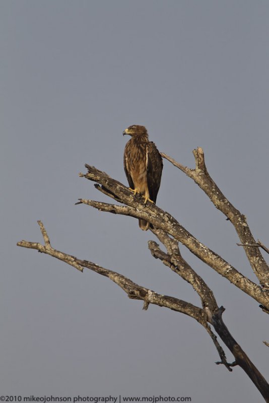 022-Eagle in Tree
