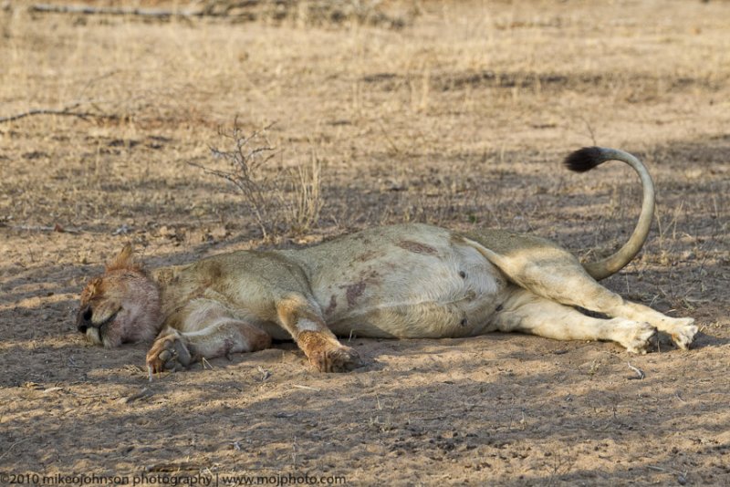 023-Lion Rests after Feast