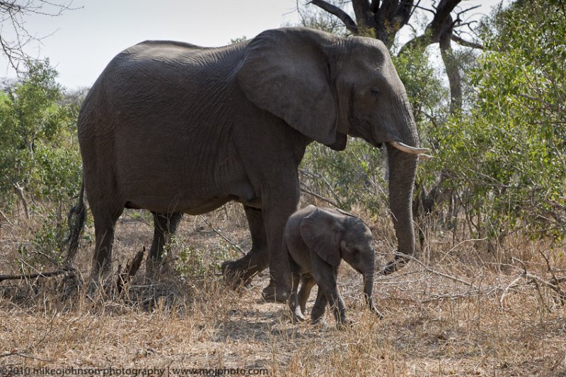 030-Elephant with Baby