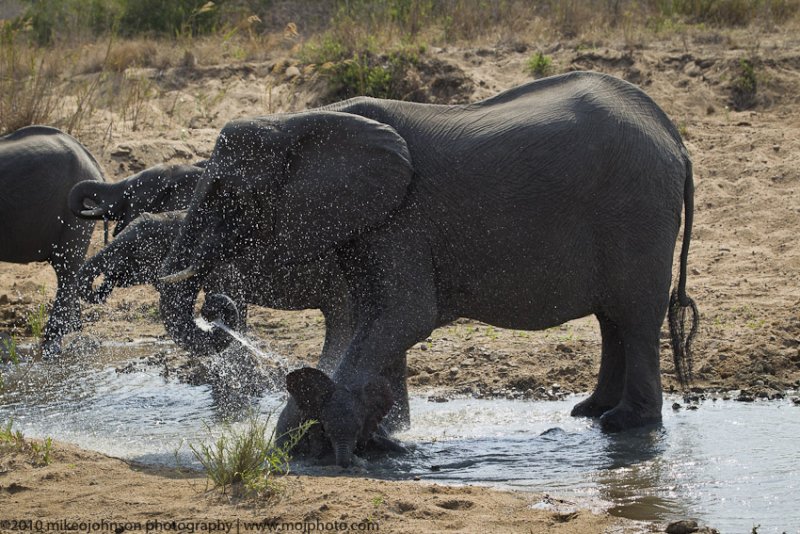 033-Elephant with Baby