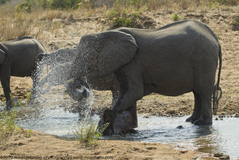 034-Elephant with Baby
