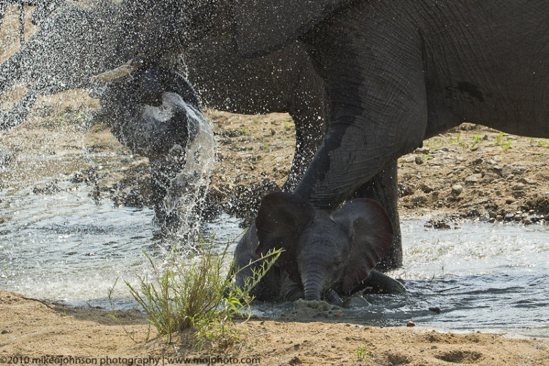035-Elephant with Baby
