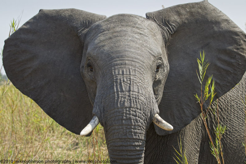 041-Elephant Face