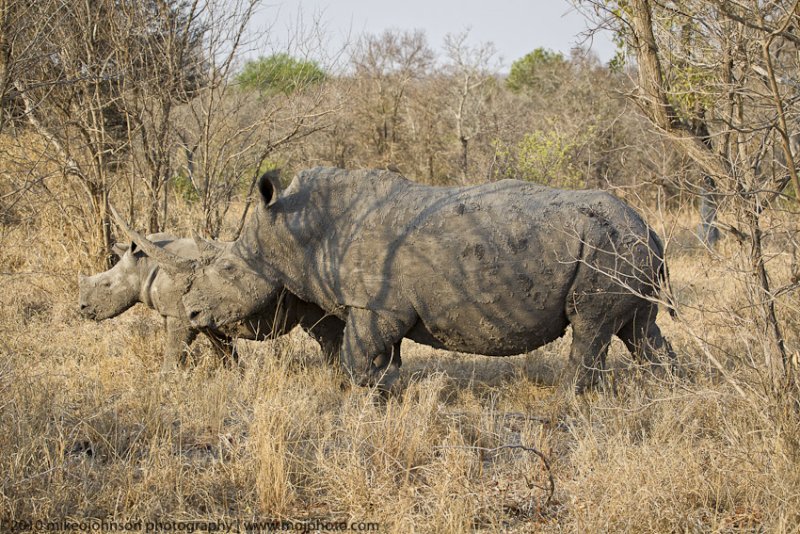 045-Rhino