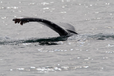 107_Humpback Whale