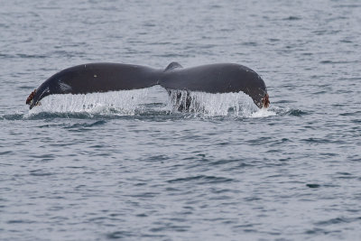 108_Humpback Whale