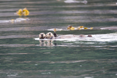 109_Sea Otters and Kelp