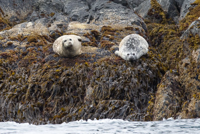 113_Harbor Seals