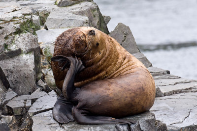 115_Harbor Seals