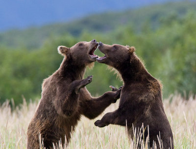Bears Sparring